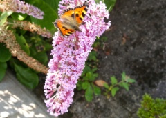 20210804 Small Tortoiseshell